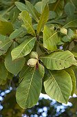 Fruit of Badamier La Digue Seychelles