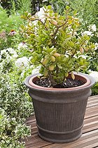 Plante de Jade en pot sur une terrasse en bois France