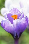 Purple crocus flower on a lawn in the spring France 