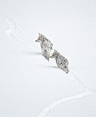 Pair of Coyotes following a trail in the snow Yellowstone NP