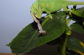 Yemen Veiled chameleon capturing a Locust 