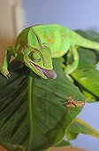 Yemen Veiled chameleon capturing a Locust 