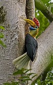 Male Knobbed Hornbill at the entrance of its nest Sulawesi