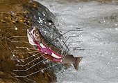 Presentation of the digestive tract of a brown trout