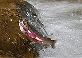 Presentation of the digestive tract of a brown trout