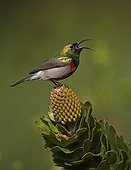 Southern Double-collared Sunbird calling from protea flower