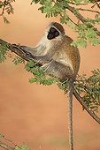 Vervet Monkey sitting on a thorny acacia Ethiopia