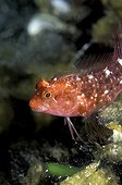 Anicrole on a Black-faced Blenny in the Mediterranean ; It feeds on the blood until the death of the animal 