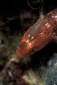 Anicrole on a Black-faced Blenny in the Mediterranean ; It feeds on the blood until the death of the animal