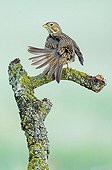 Corn Bunting on a branch Balaguer in Catalonia Spain