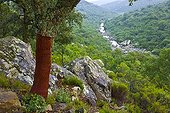 Cork oak after harvest Andalusia Spain 