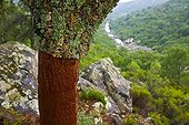 Cork oak after harvest Andalusia Spain 