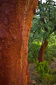 Cork oak after harvest Andalusia Spain 