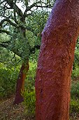 Cork oak after harvest Andalusia Spain 
