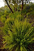 Bush undergrowth Andalusia Sierra de los Alcornocales