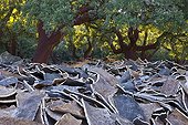 Cork oak bark PN Alcornocales Spain