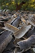 Cork oak bark PN Alcornocales Spain