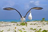 Laysan Albatross flying away Sand Island
