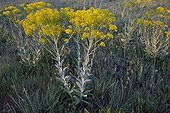 Dyer's woad in bloom in spring