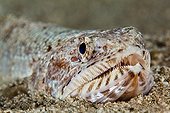 Portrait d'un Poisson-lézard à l'affût Tahiti