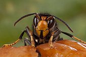 Asian hornet on a ripened fruit ; It changes his eating habits according to season.