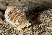 Shell feeding with its eyes visible Tahiti