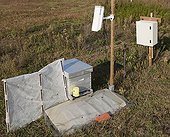 Observation of an experimental hive ; An experimental hive is filmed continuously by CNRS researchers to observe the behavior of the Asian hornet. INRA Bordeaux.