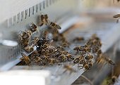 Behavior of bees in front of an Asian Hornet ; An Asian hornet is brought before a hive by a scientist who studies the ability of bees to defend. INRA Bordeaux.