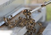 Behavior of bees in front of an Asian Hornet ; An Asian hornet is brought before a hive by a scientist who studies the ability of bees to defend. INRA Bordeaux.