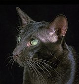 Chestnut Havana Cat
