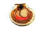 Coquille Saint-Jacques in studio ; Its coral represents the reproductive (hermaphrodite), the male white and red to that of the female. The adductor muscle is the nuts appreciated by gourmets. Lives in the North Sea and in Brittany. 