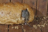 House mouse in bread Midlands