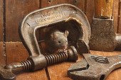 House Mouse by tools Midlands
