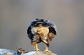 Buse variable à l'affût en hiver