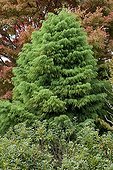 Japanese cedar 'Elegans' in a garden in autumn