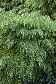 Japanese cedar 'Elegans' in a garden in autumn