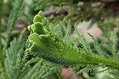 Japanese cedar 'Crispa' detail in a garden in autumn