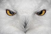 Close the eyes of a Snowy Owl France ; The nictitating membranes pass before his eyes. 