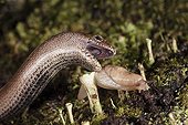 Orvet entering a slug