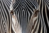 Close up of a Grevy's Zebra