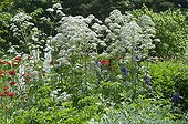 Giant hogweed in bloom in a garden