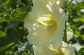 Hollyhock in bloom in a garden