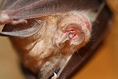 Portrait of a Greater Horseshoe Bat sleeping