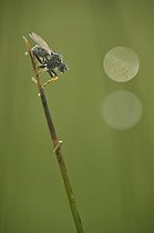 Mouche sur une tige de Jonc dans la lande Finistère
