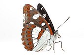 Southern White Admiral