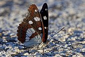 Southern White Admiral at spring in Provence France
