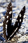 Southern White Admiral at spring in Provence France