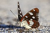 Southern White Admiral at spring in Provence France