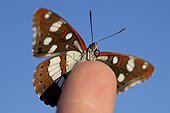 Southern White Admiral at spring in Provence France