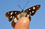 Southern White Admiral at spring in Provence France